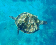 greenturtle-similan-2