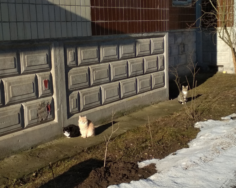 Кошки в нашей жизни. Кошки и все, что с ними связано.