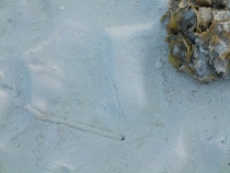 Similan Islands + Khao Lak+ Phi Phi' ноябрь 2011