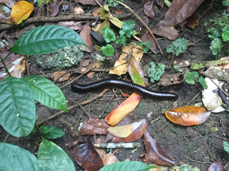 Филиппины в марте 2018 ( Cebu-Bohol- Palawan)