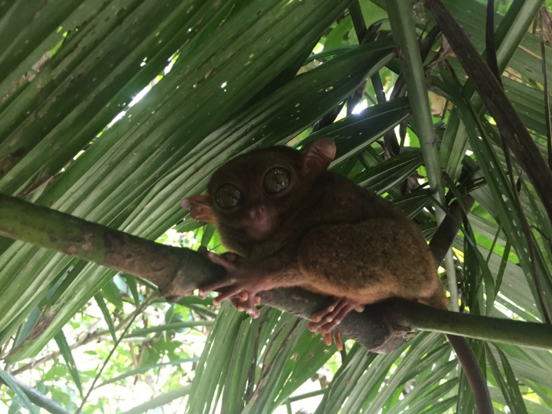 Филиппины в марте 2018 ( Cebu-Bohol- Palawan)