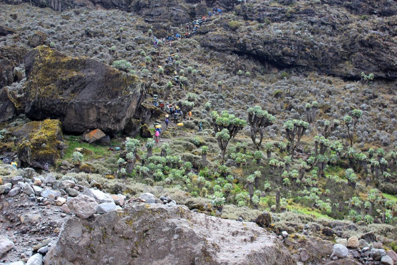 Килиманджаро — 6 дней по Умбве (восхождение январь 2019)