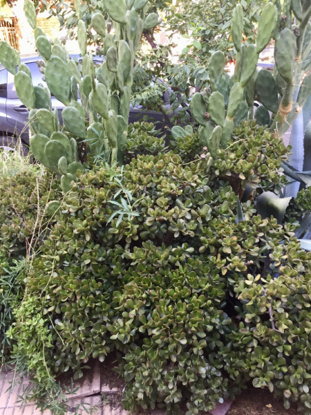 Так вот ты какой, Меркосур! (Аргентина-Бразилия-Уругвай 15.02-12.03.2019)