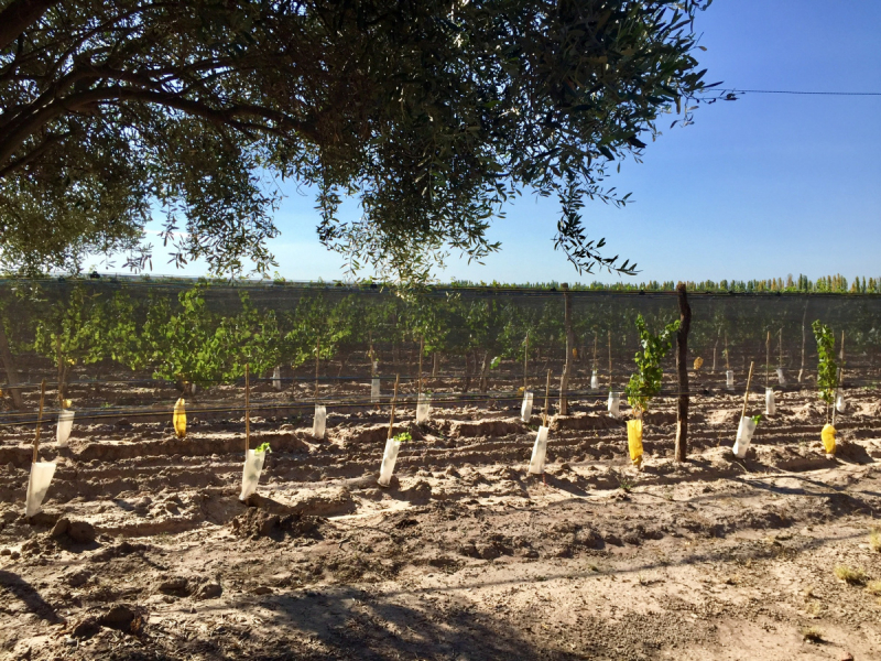 Так вот ты какой, Меркосур! (Аргентина-Бразилия-Уругвай 15.02-12.03.2019)