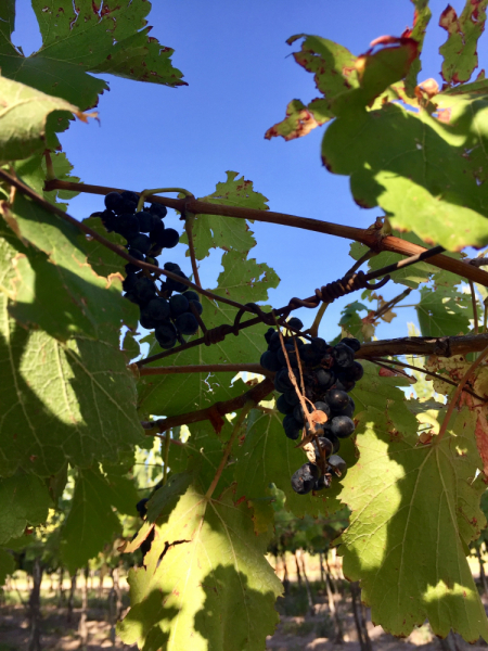 Так вот ты какой, Меркосур! (Аргентина-Бразилия-Уругвай 15.02-12.03.2019)