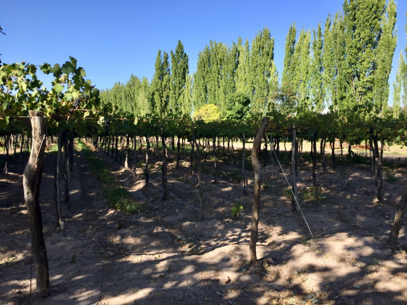 Так вот ты какой, Меркосур! (Аргентина-Бразилия-Уругвай 15.02-12.03.2019)