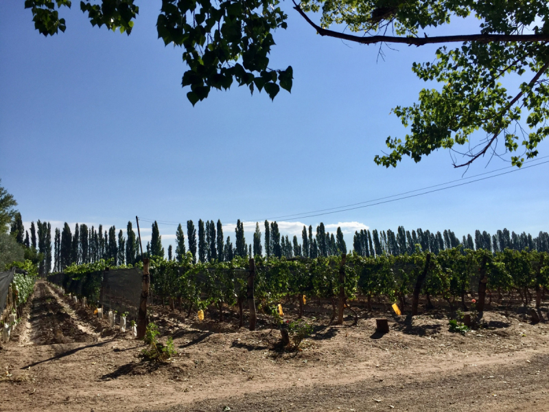 Так вот ты какой, Меркосур! (Аргентина-Бразилия-Уругвай 15.02-12.03.2019)