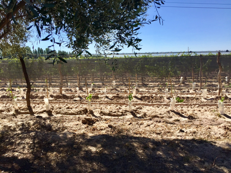 Так вот ты какой, Меркосур! (Аргентина-Бразилия-Уругвай 15.02-12.03.2019)