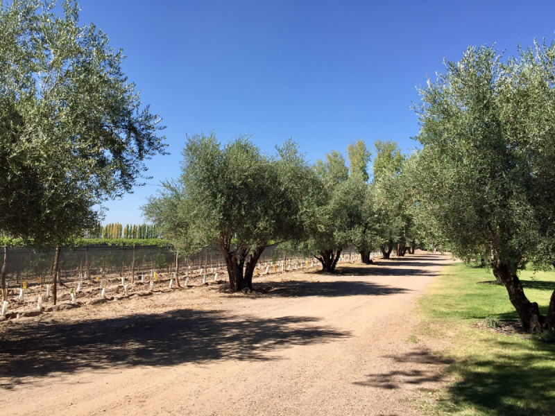 Так вот ты какой, Меркосур! (Аргентина-Бразилия-Уругвай 15.02-12.03.2019)