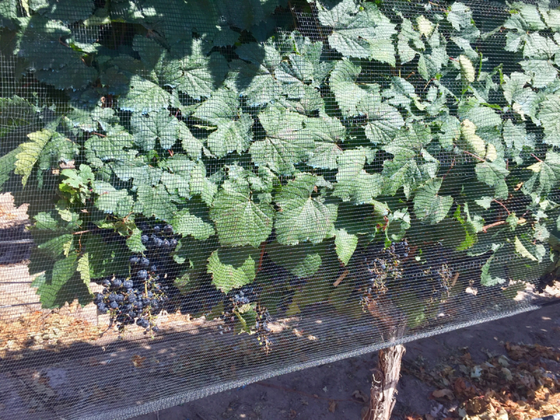 Так вот ты какой, Меркосур! (Аргентина-Бразилия-Уругвай 15.02-12.03.2019)