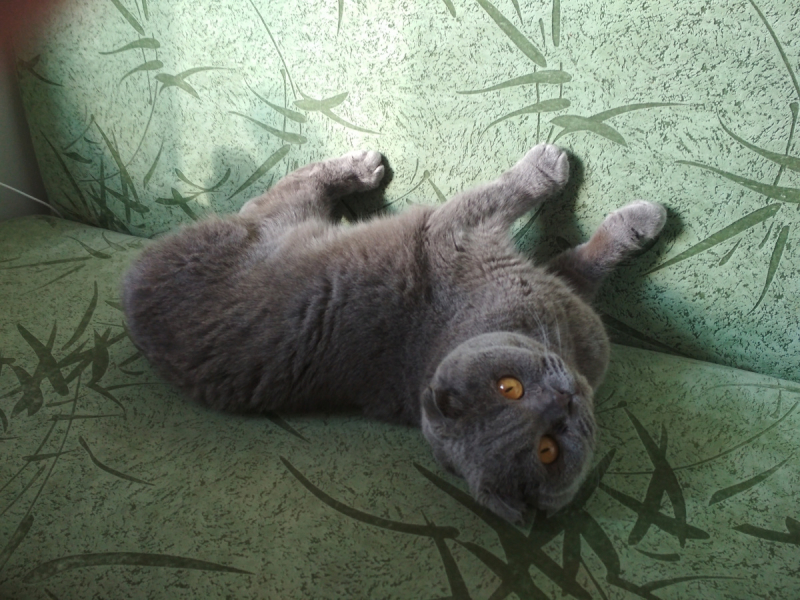 Кошки в нашей жизни. Кошки и все, что с ними связано.