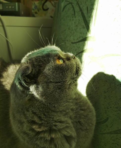 Кошки в нашей жизни. Кошки и все, что с ними связано.