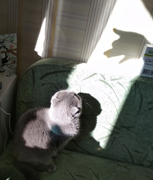 Кошки в нашей жизни. Кошки и все, что с ними связано.