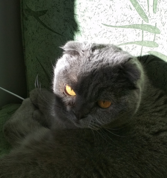 Кошки в нашей жизни. Кошки и все, что с ними связано.