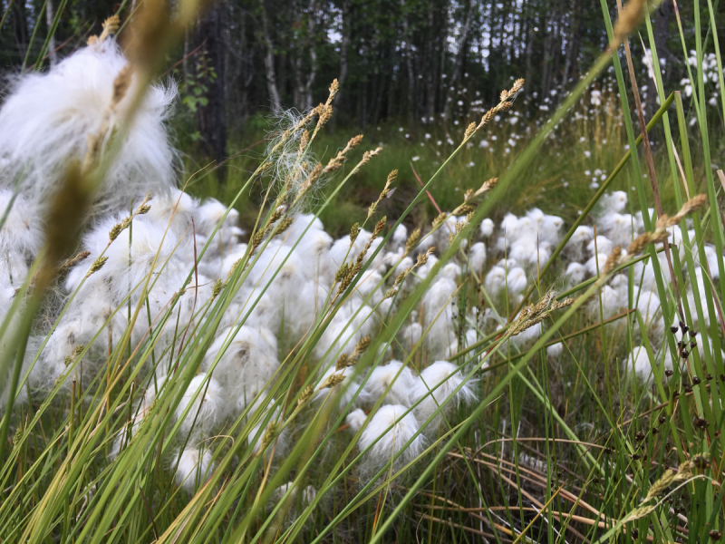Кольский-Кандалакшский залив июль 2018.