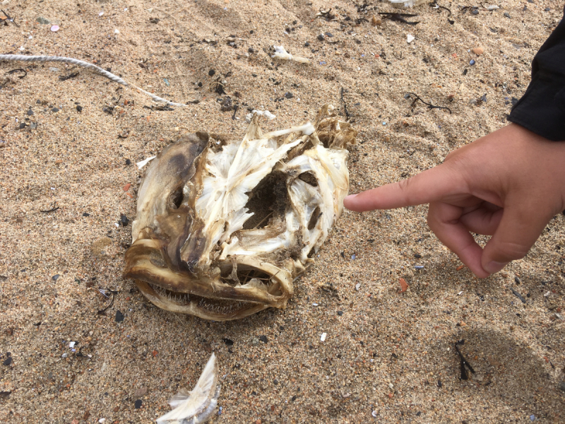 Кольский-Кандалакшский залив июль 2018.