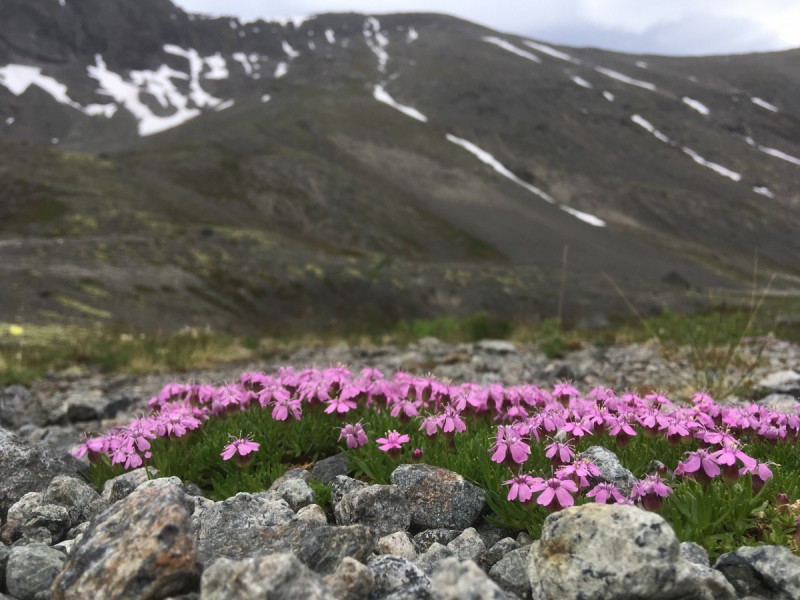Кольский-Кандалакшский залив июль 2018.