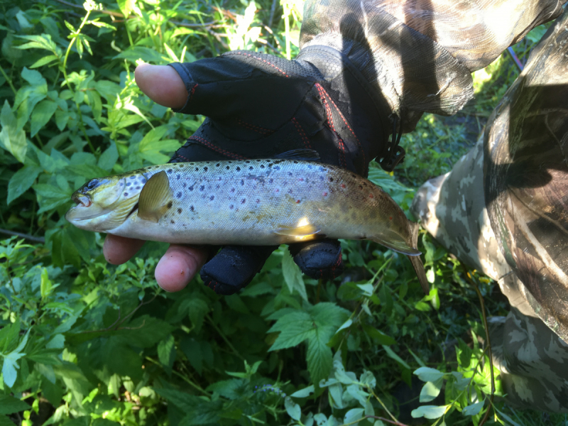 Кольский-Кандалакшский залив июль 2018.