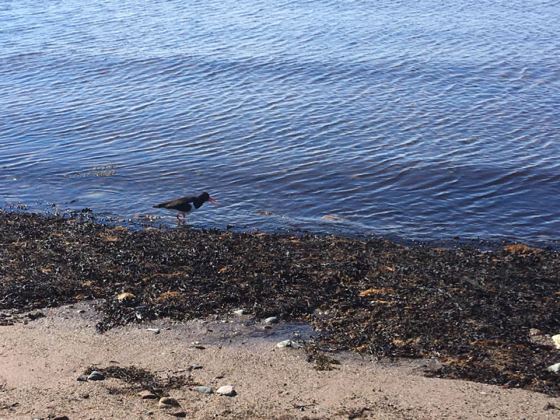 Кольский-Кандалакшский залив июль 2018.