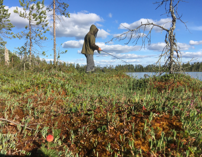 Кольский-Кандалакшский залив июль 2018.