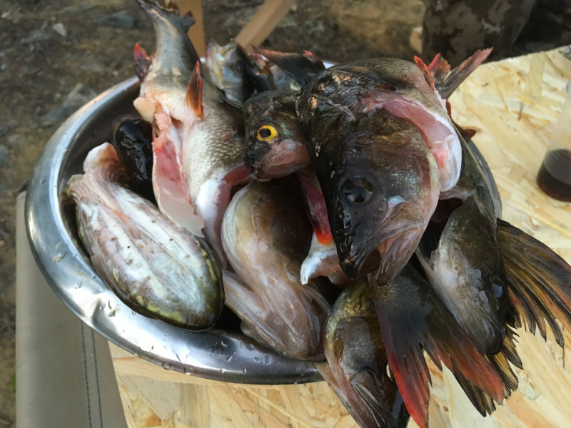 Кольский-Кандалакшский залив июль 2018.