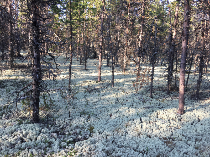 Кольский-Кандалакшский залив июль 2018.