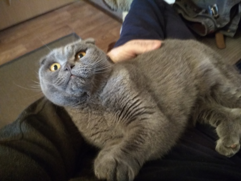 Кошки в нашей жизни. Кошки и все, что с ними связано.