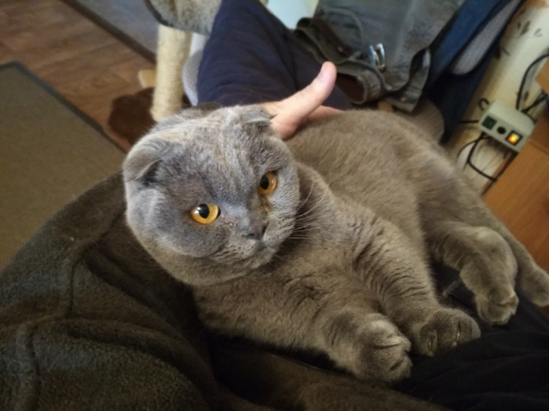 Кошки в нашей жизни. Кошки и все, что с ними связано.