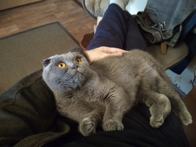 Кошки в нашей жизни. Кошки и все, что с ними связано.