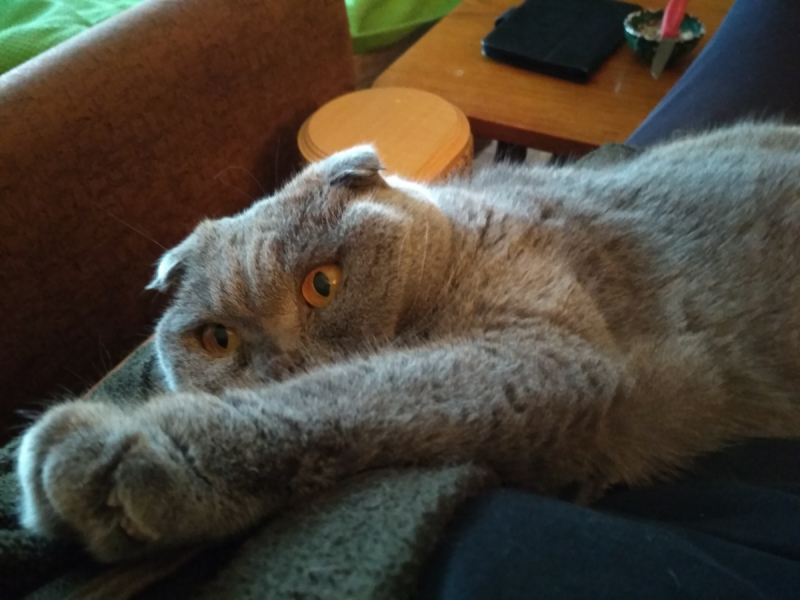 Кошки в нашей жизни. Кошки и все, что с ними связано.