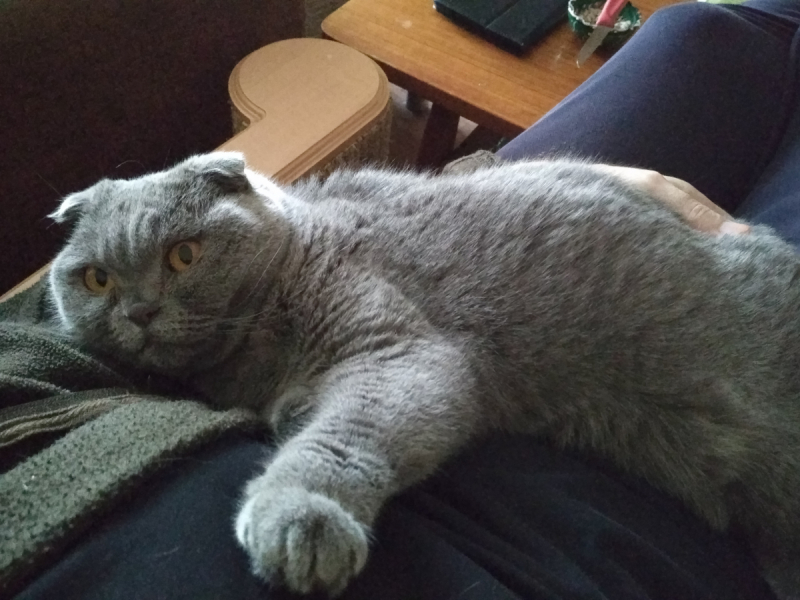 Кошки в нашей жизни. Кошки и все, что с ними связано.