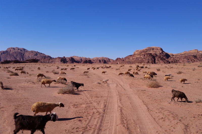 Aqaba→Wadi Rum→Petra→Aqaba, или Гиды идут лесом!