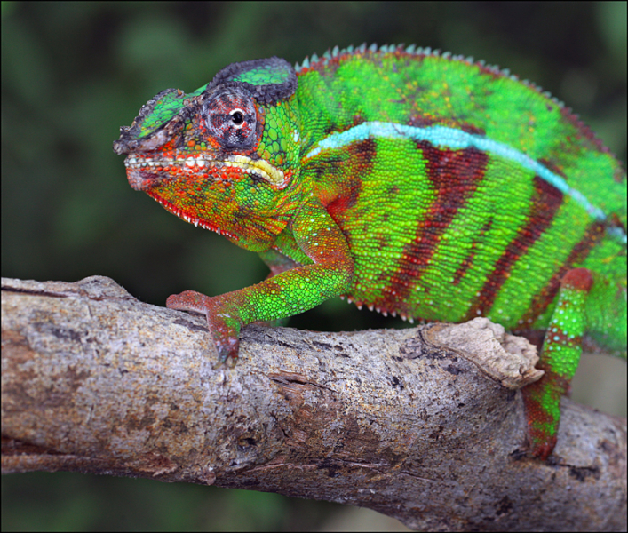 Возвращение в мир удивительной природы пять лет спустя