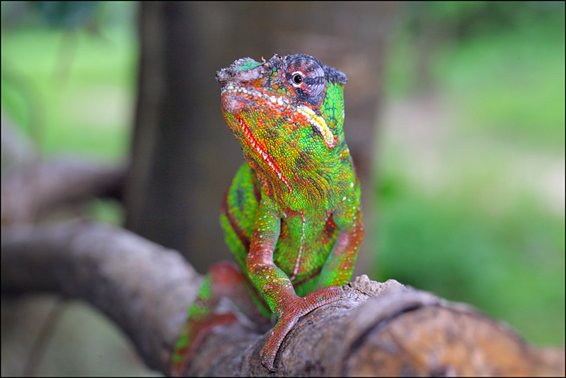Возвращение в мир удивительной природы пять лет спустя