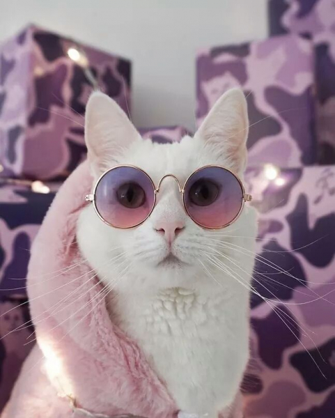 Кошки в нашей жизни. Кошки и все, что с ними связано.