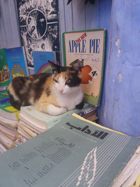 Коты Марокко 2019