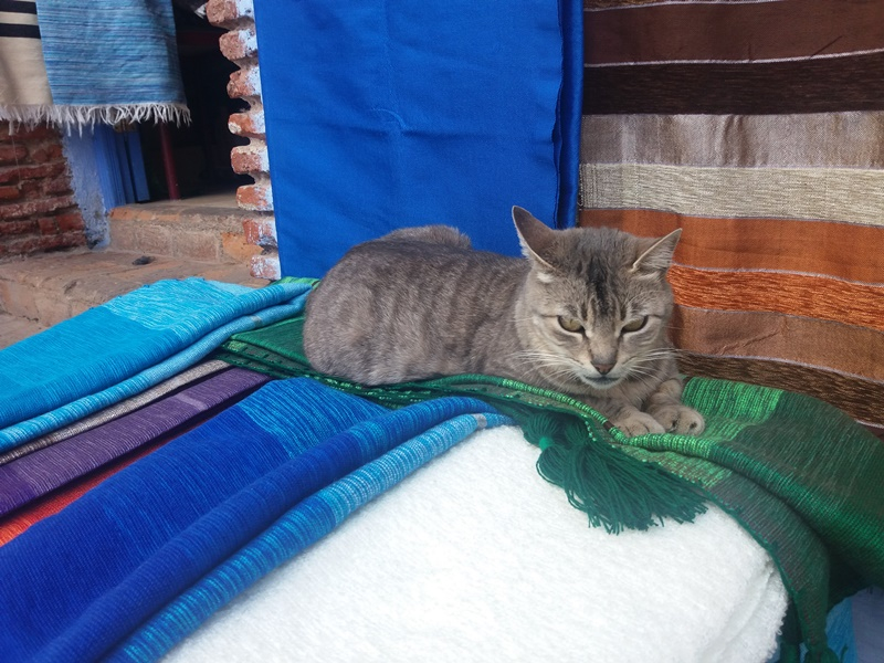 Коты Марокко 2019