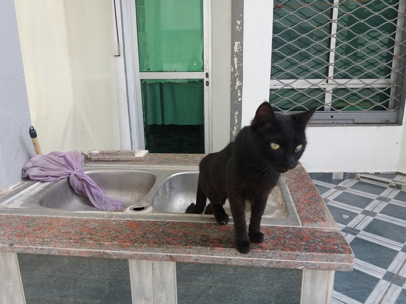 Коты Марокко 2019