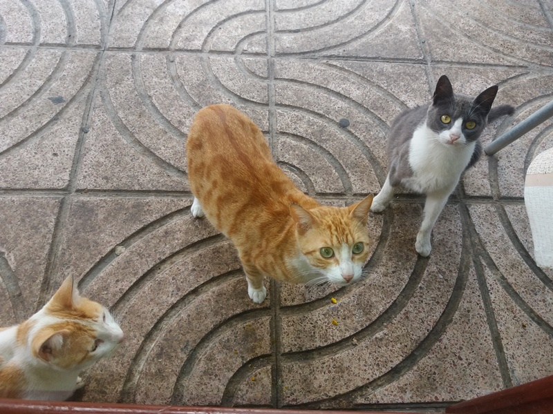 Коты Марокко 2019