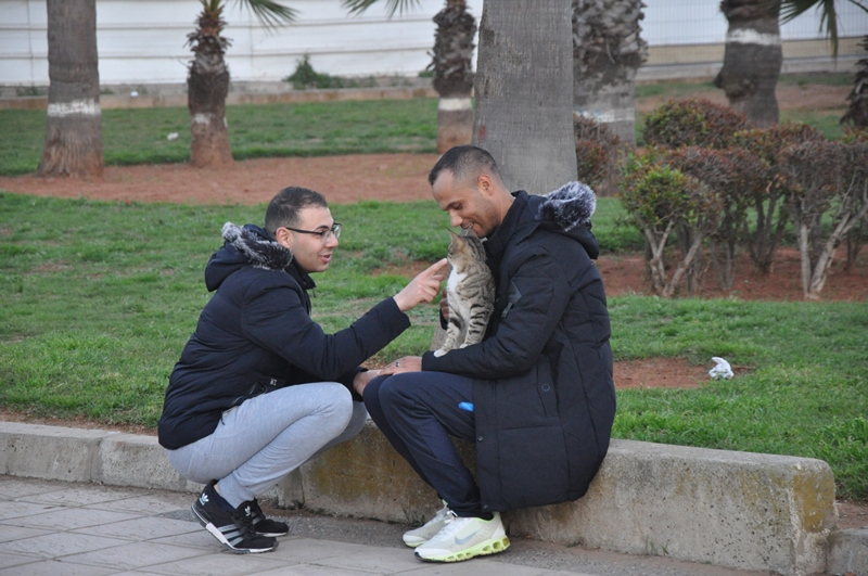 Коты Марокко 2019