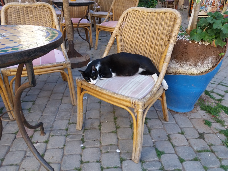 Коты Марокко 2019