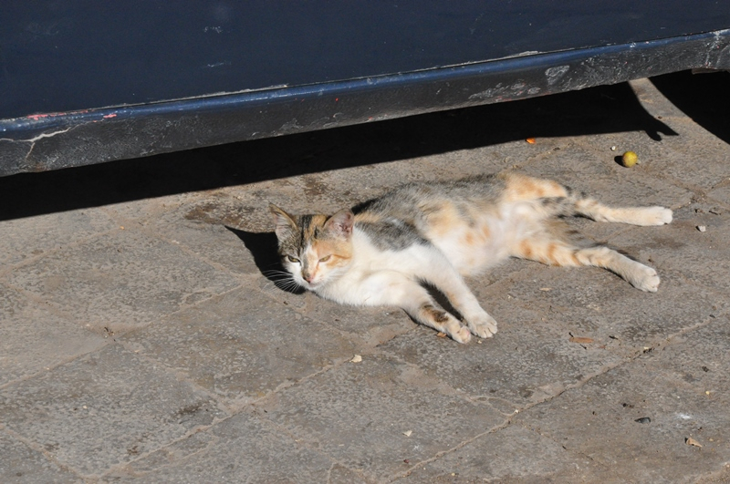 Коты Марокко 2019