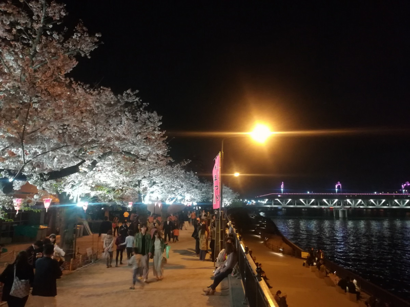 Ханами 7-14 апреля 2019. Токио, Камакура, Кавагутико и «идем на Север» (Сендай и окрестности)