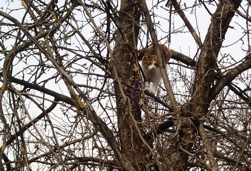 Кошки в нашей жизни. Кошки и все, что с ними связано.