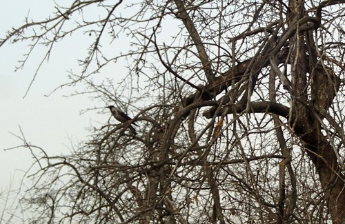 Кошки в нашей жизни. Кошки и все, что с ними связано.