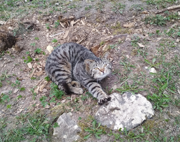 Кошки в нашей жизни. Кошки и все, что с ними связано.