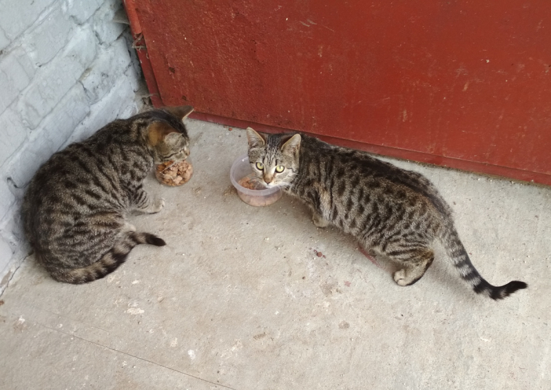 Кошки в нашей жизни. Кошки и все, что с ними связано.