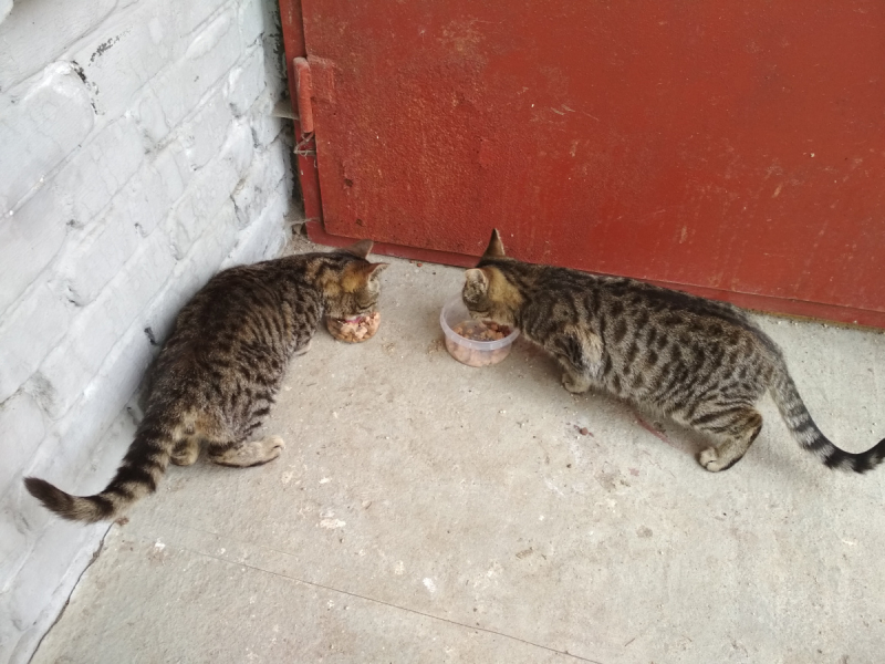 Кошки в нашей жизни. Кошки и все, что с ними связано.