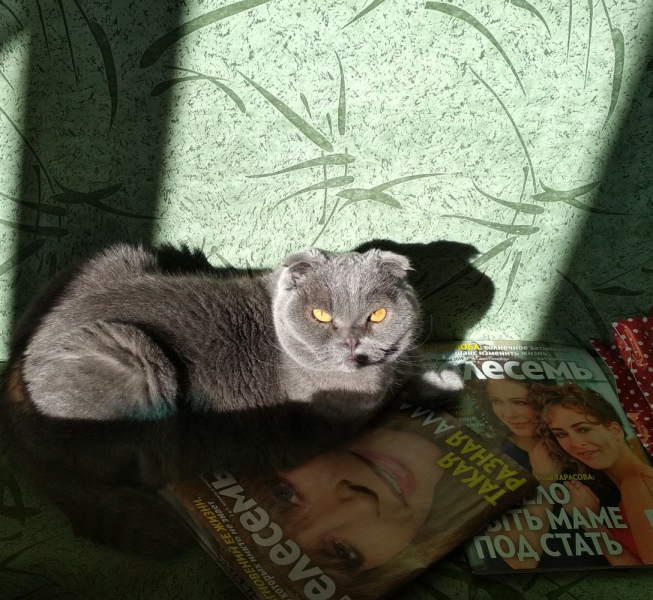 Кошки в нашей жизни. Кошки и все, что с ними связано.