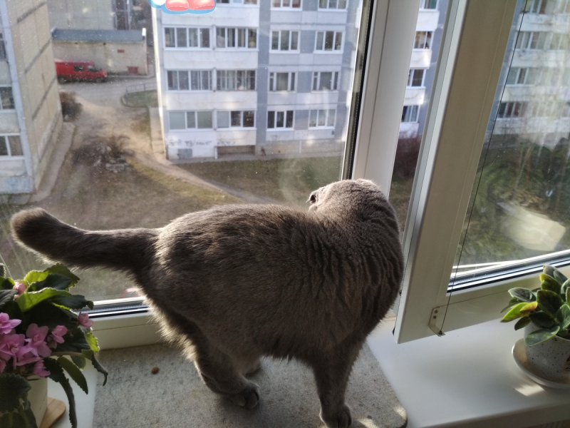 Кошки в нашей жизни. Кошки и все, что с ними связано.